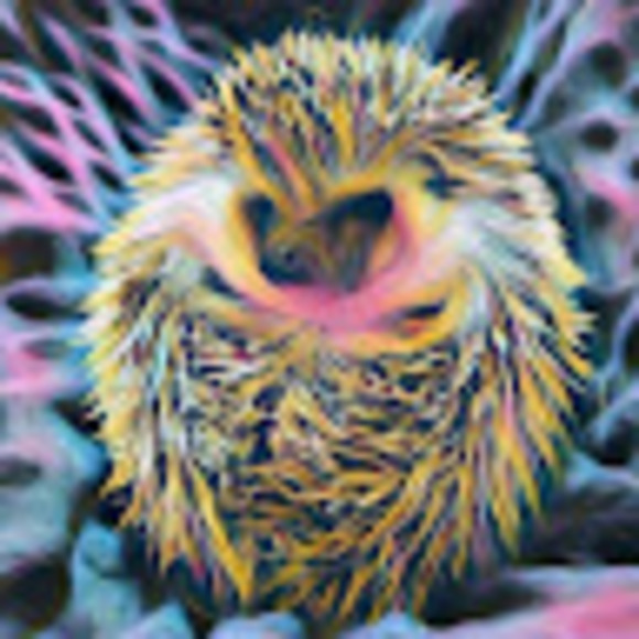 Meet your Posher, Arius - Picture 1 of 1